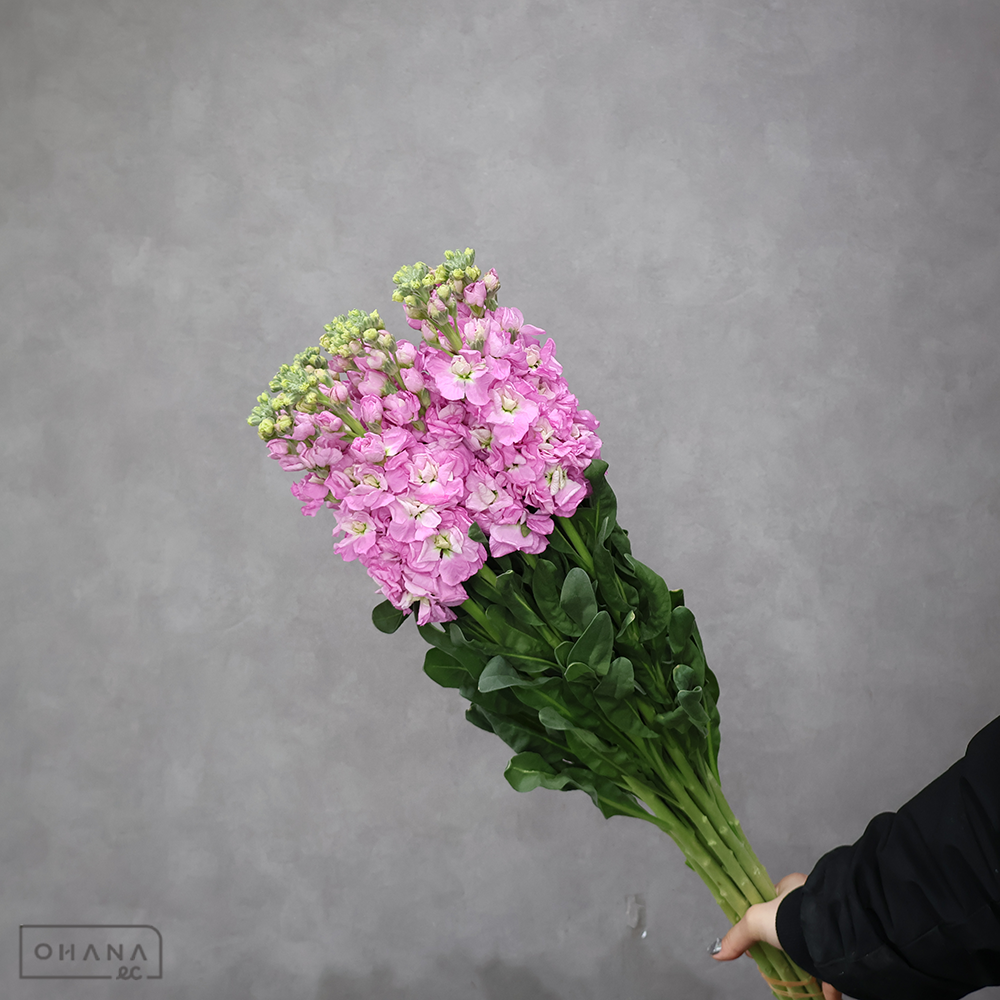 ストック　ピンクアイアン　 80cm