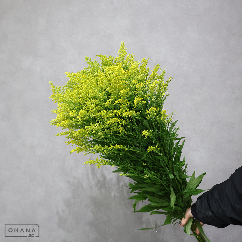 ソリダコ　タラ　秀 ２Ｌ 80cm