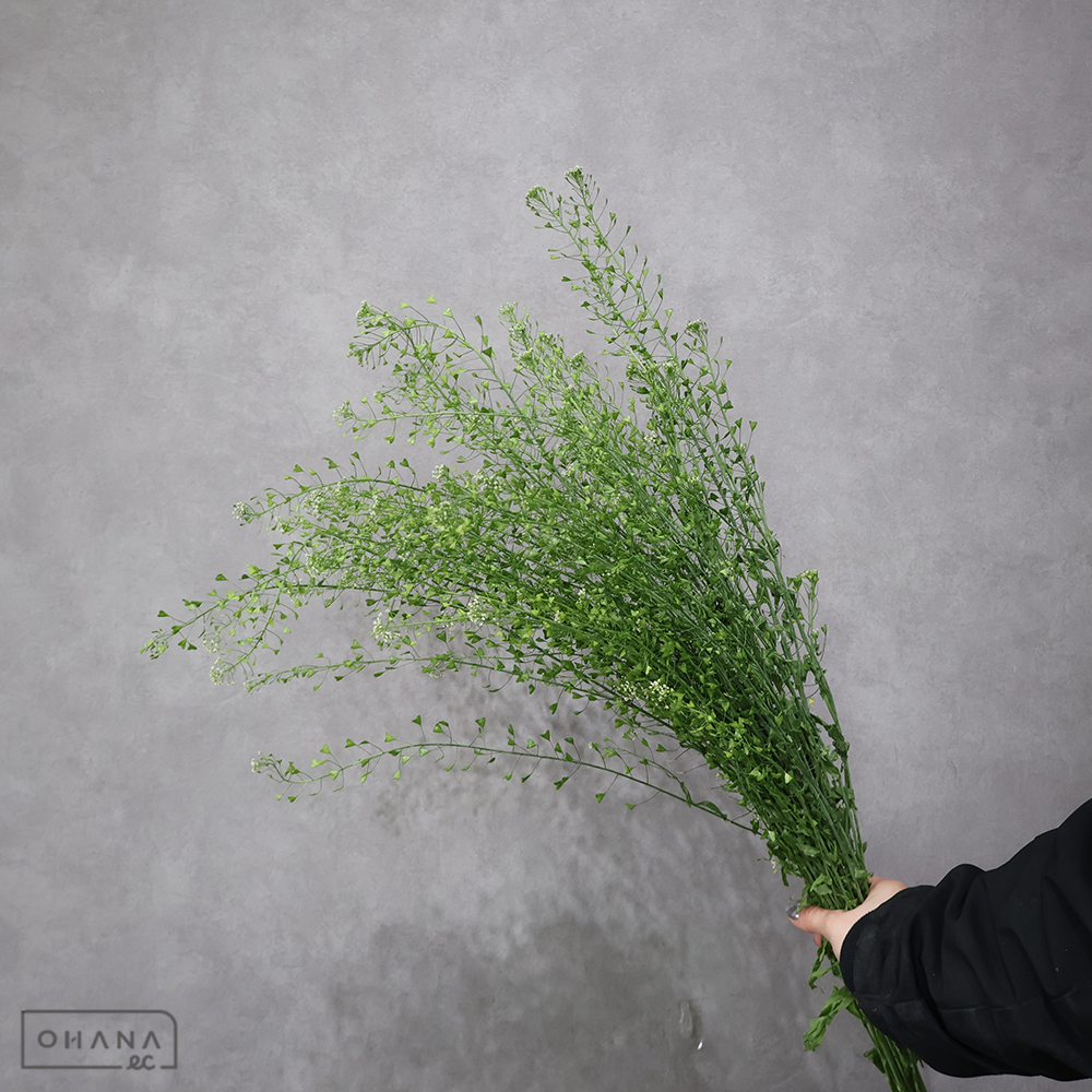 タラスピ ※15本束　 80cm