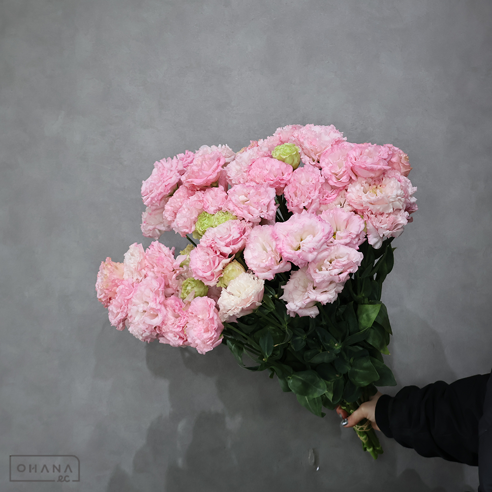 トルコキキョウ　セレブサクラピンク　秀 3～4輪 60cm