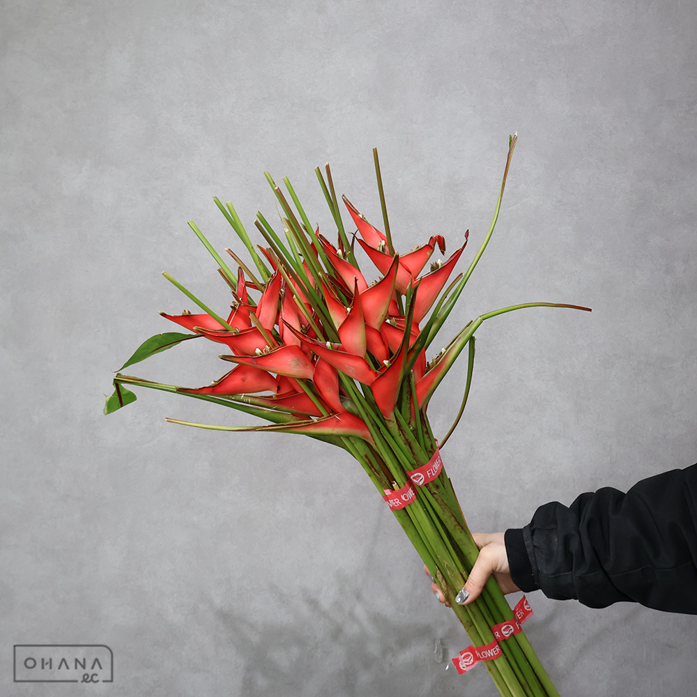 ヘルコニア　ジャマイカ　Ａ Ｓ