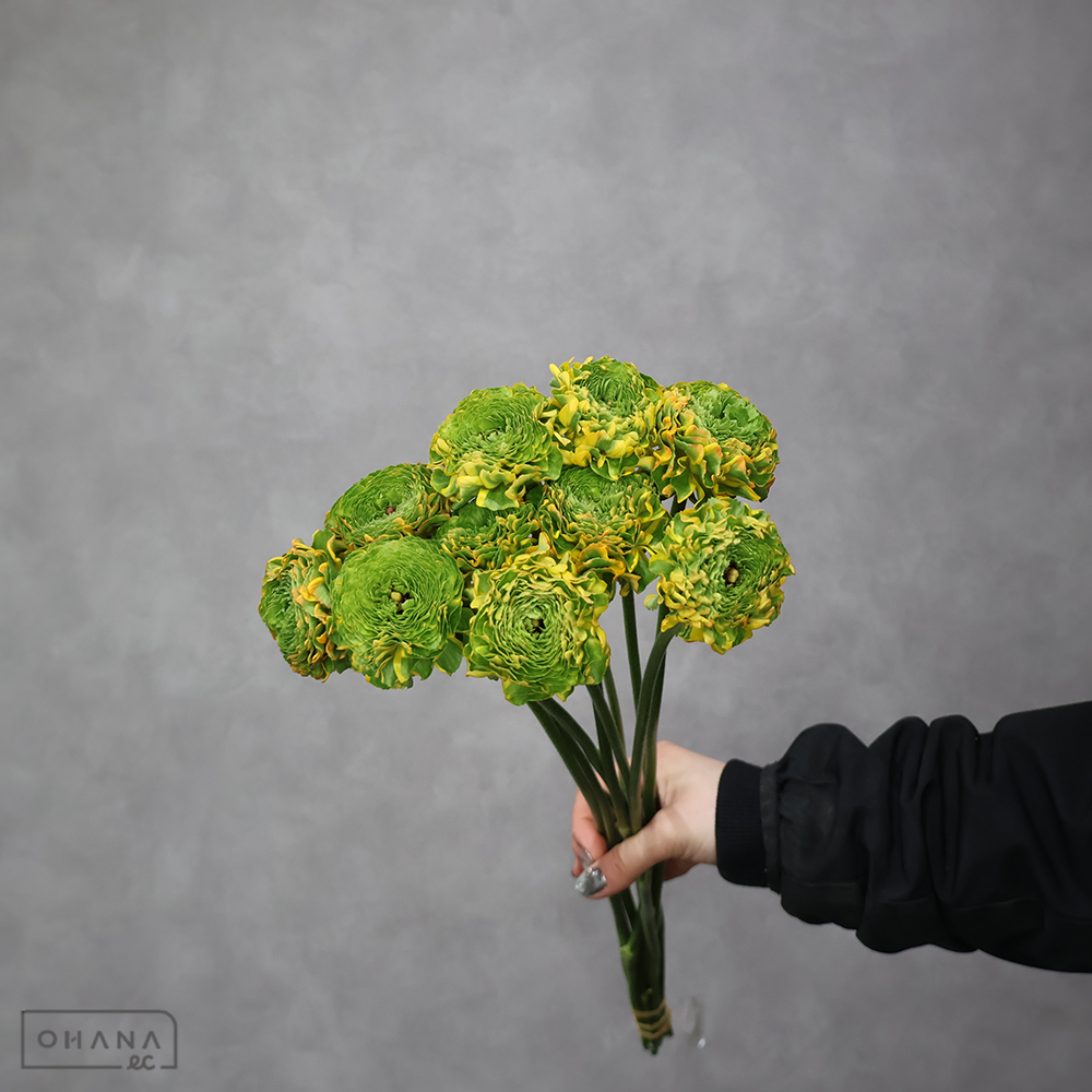 【SALE】ラナンキュラス　PONメルリーノ　　Ａ 50cm　※クレーム対象外