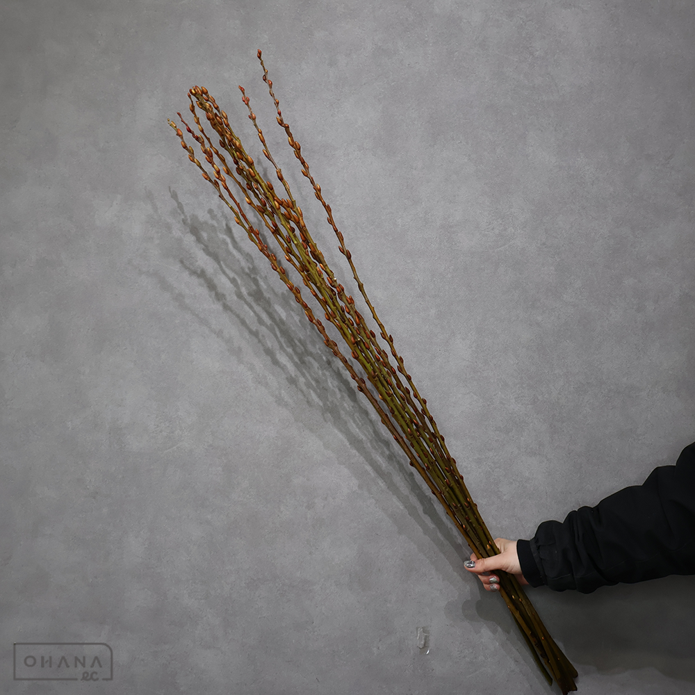 【SALE】金芽柳　※15本束　※クレーム対象外