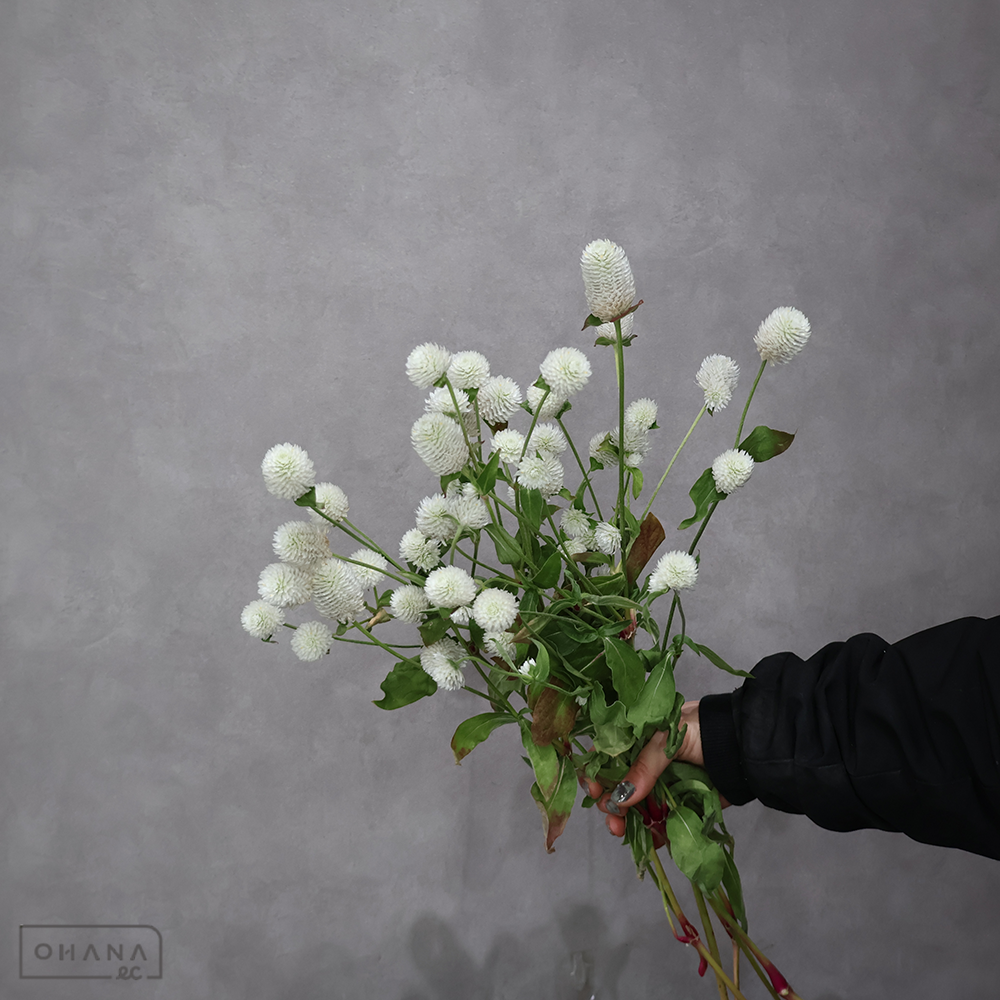 千日紅　SPタイプ ホワイト　 50cm