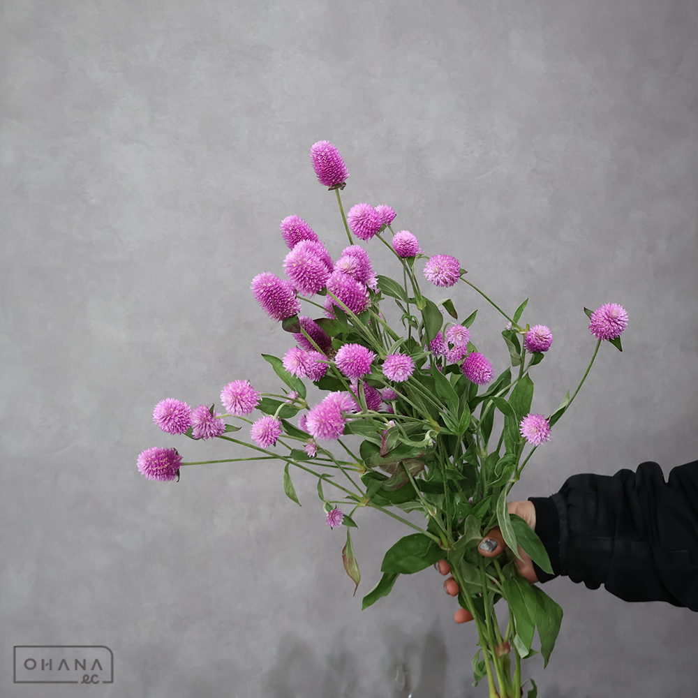 千日紅　SPタイプ オードリーＰピンク　 50cm