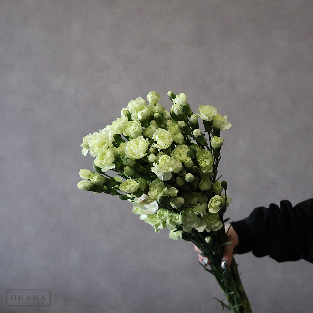 ＳＰカーネ緑　パピルス