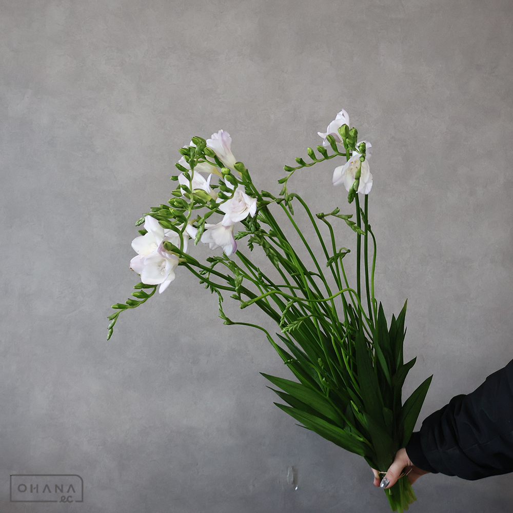 フリージア　エアリーシェルピンク　優 60cm ※咲き