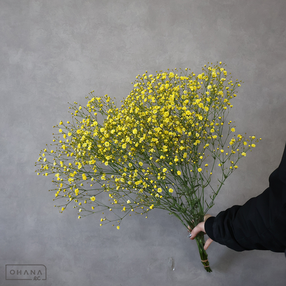 カスミソウ染め　染イエロー　 60cm