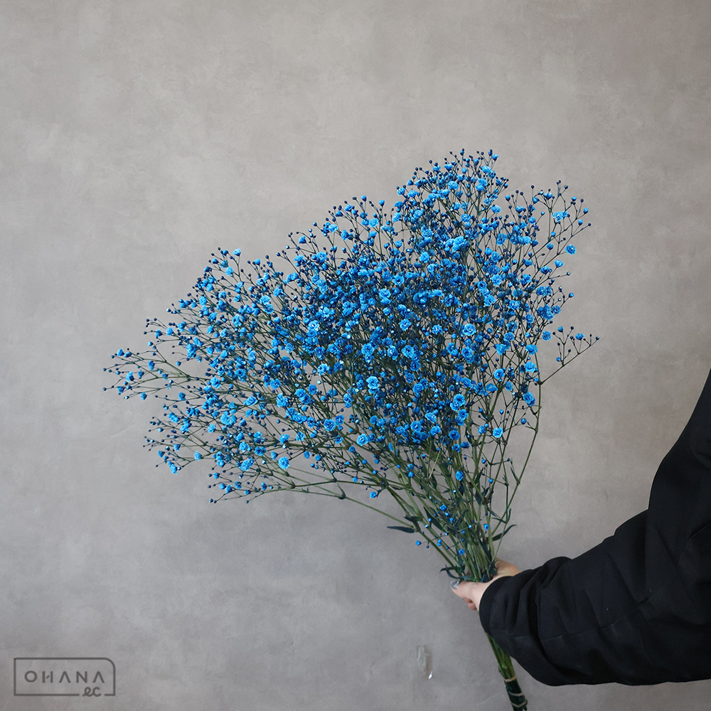 カスミソウ染め　染ブルー　 60cm