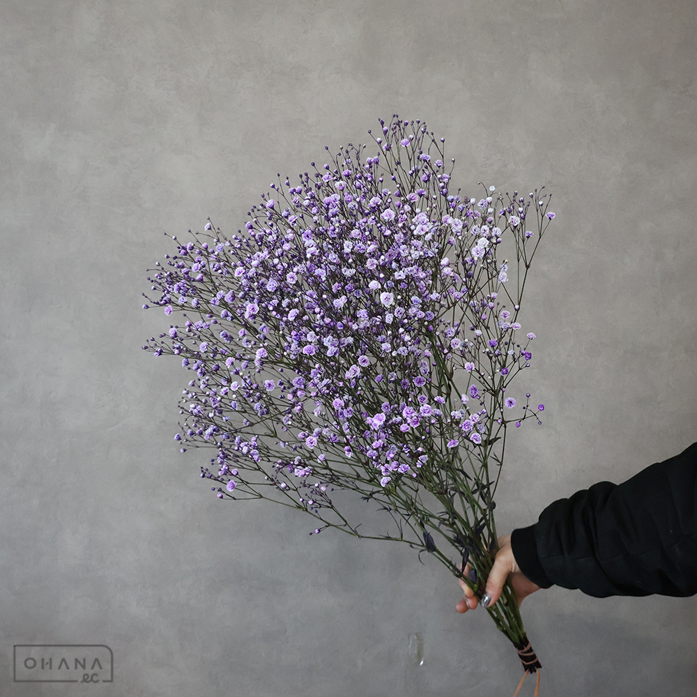 カスミソウ染め　染パープル　 60cm