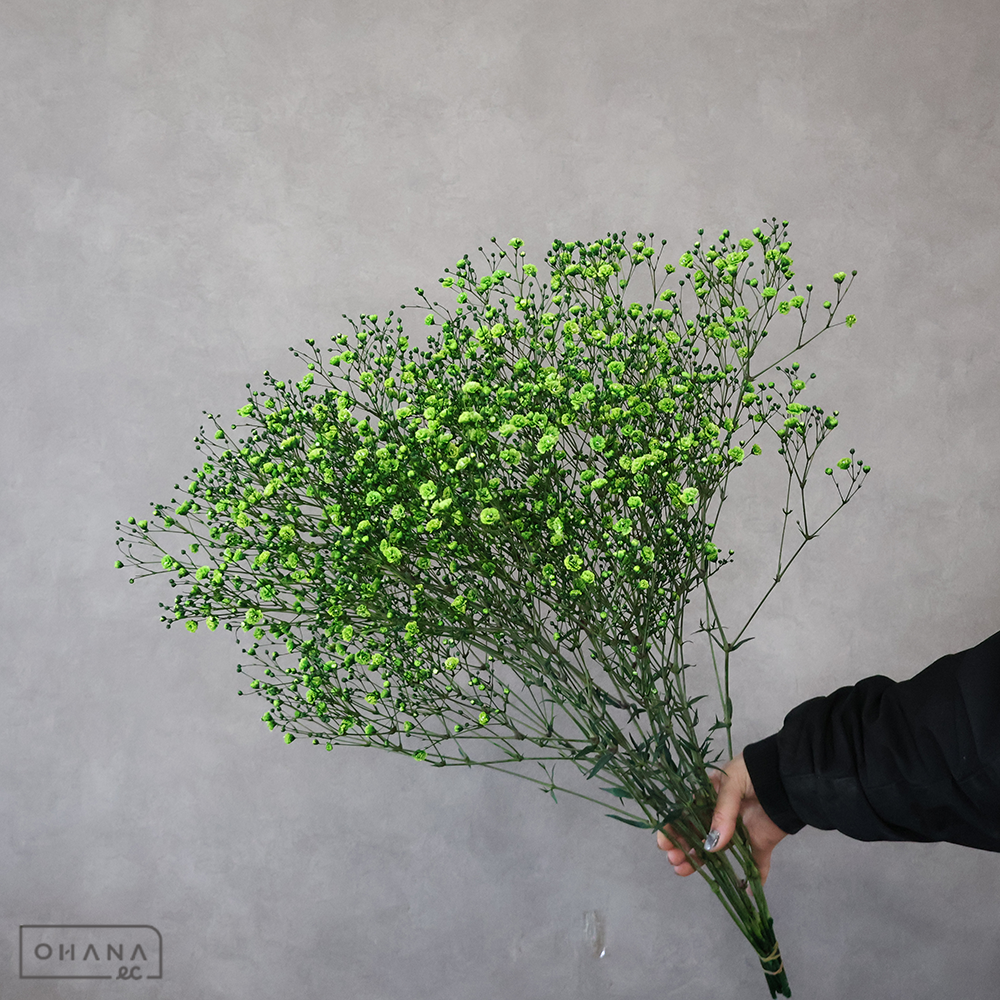 カスミソウ染め　染グリーン　 60cm