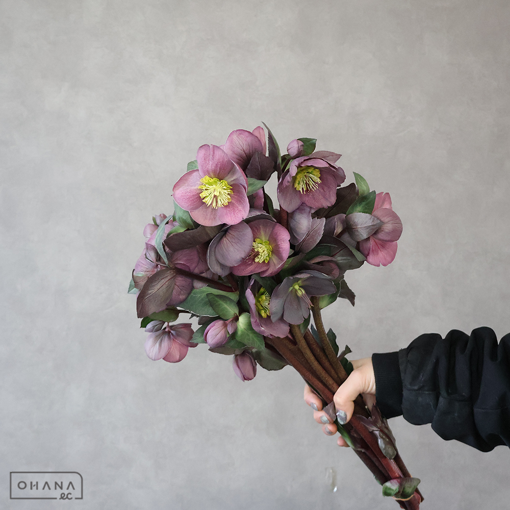 クリスマスローズ　パープリッシュアン 40cm