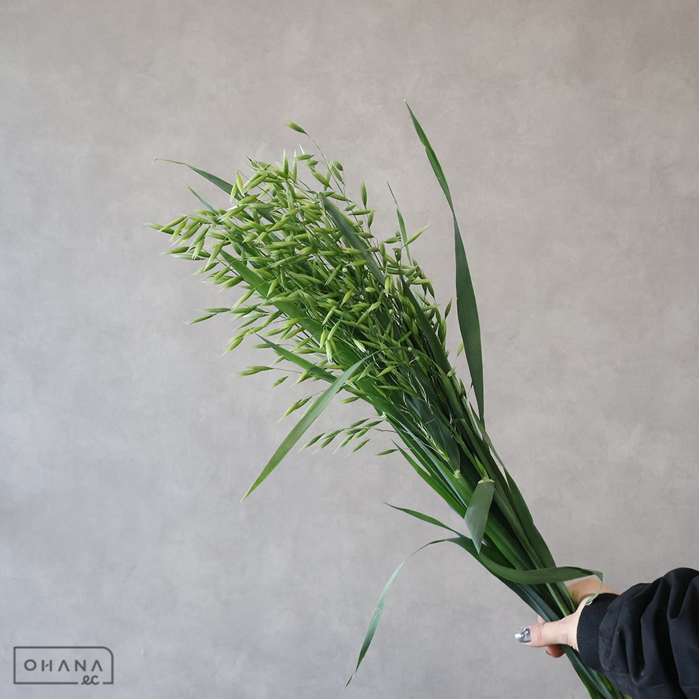 オーツ カラスムギ 秀70cm