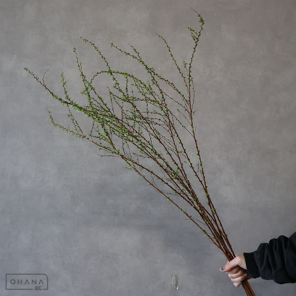 雪柳 100cm ※12本束
