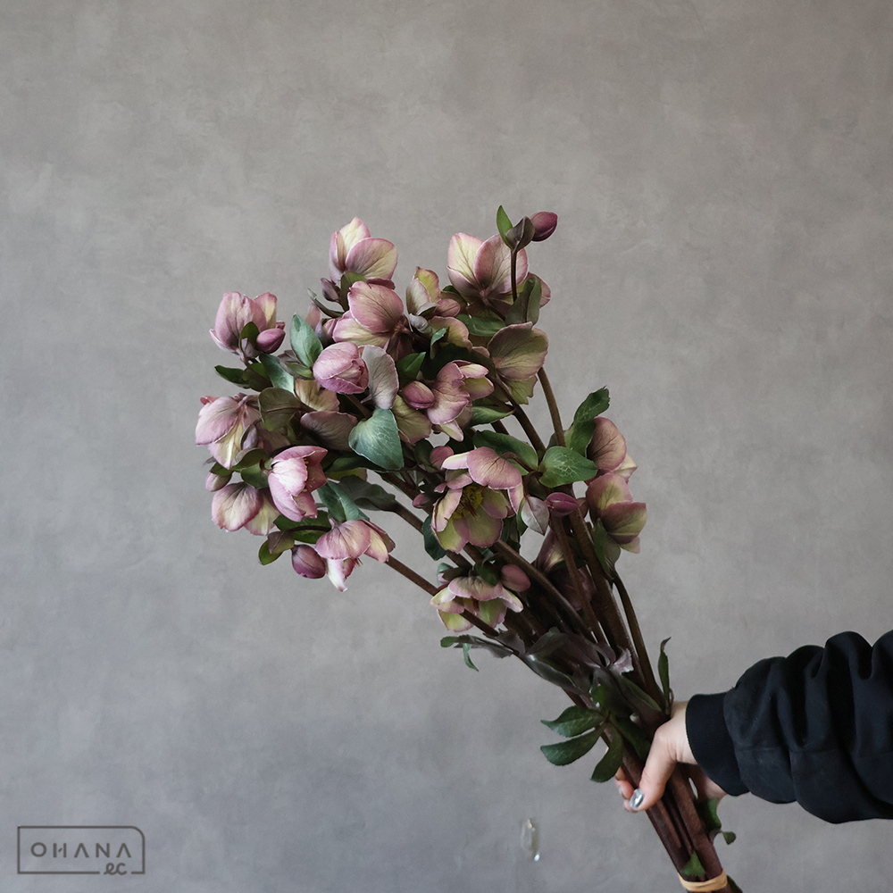 クリスマスローズ　ブラッシュアン 55cm