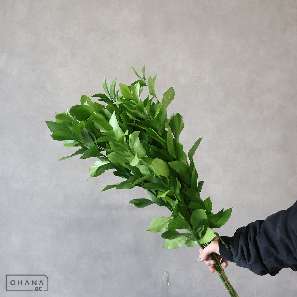 ルスカス　丸葉 60cm