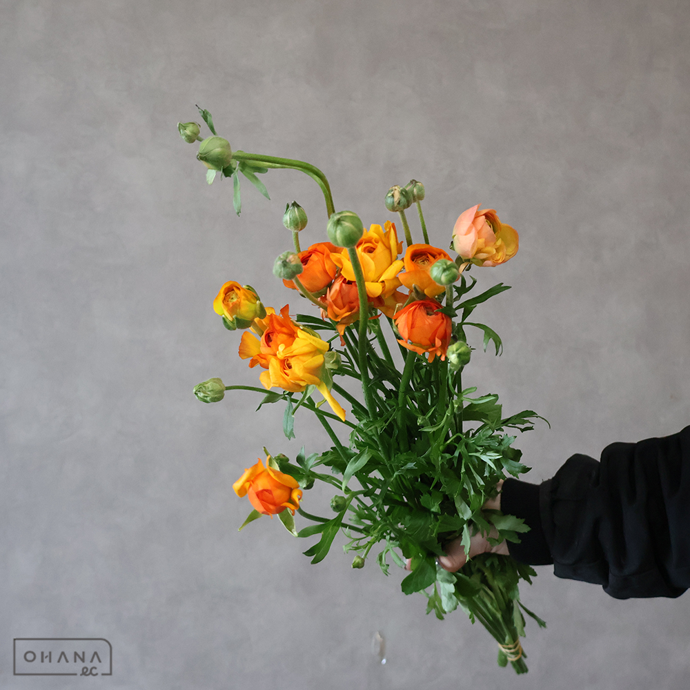 ラナンキュラス エチュードオレンジ 45cm