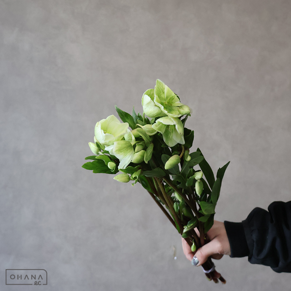 【SALE】クリスマスローズ　マグニフィセントベル 　 40cm　※クレーム対象外