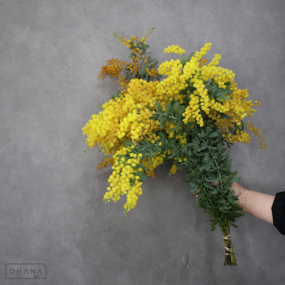 ミモザアカシア　50cm 枝 ※一部変色あり