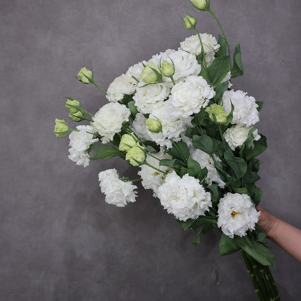 トルコキキョウ白　ジュリアスホワイト　70cm 3輪