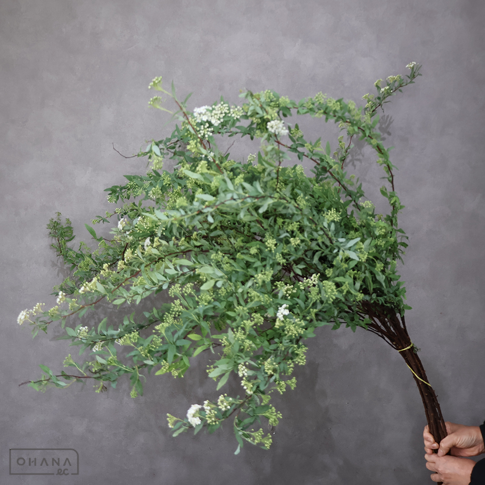 こでまり　秀 L ＳＰ