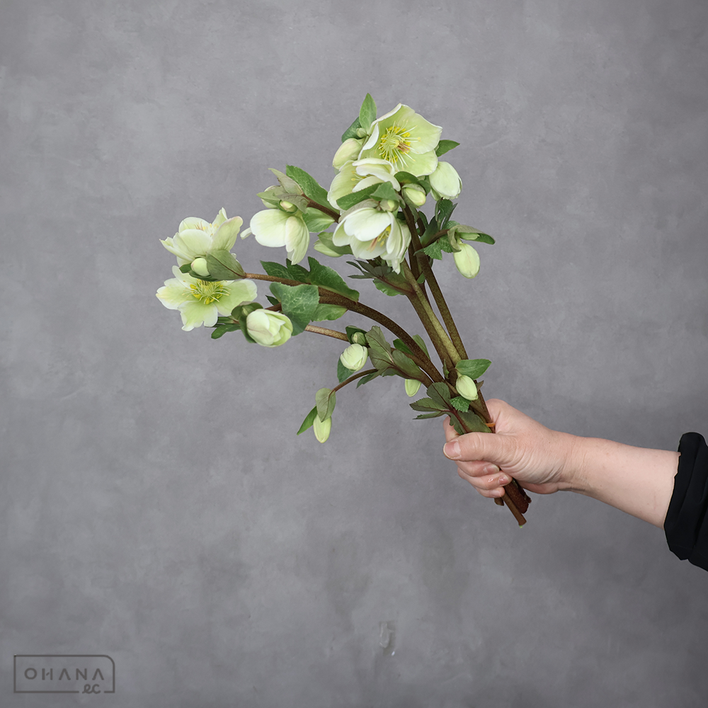 クリスマスローズ　バニラアン　 40cm