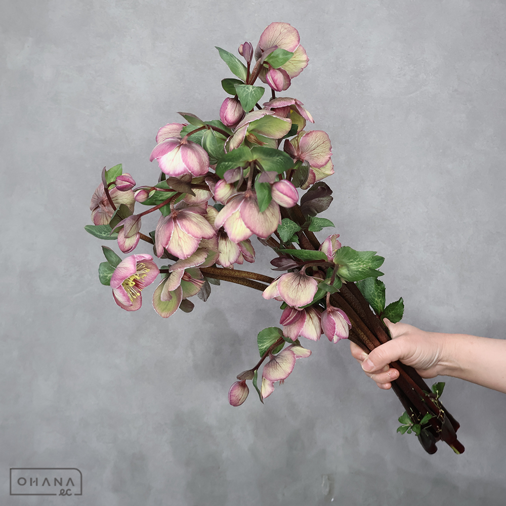 クリスマスローズ　ブラッシュアン　 55cm