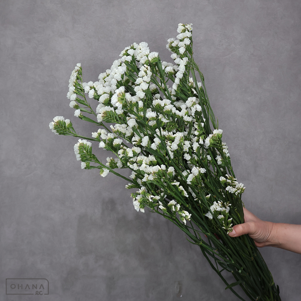 スターチス白　ファインパール　2L