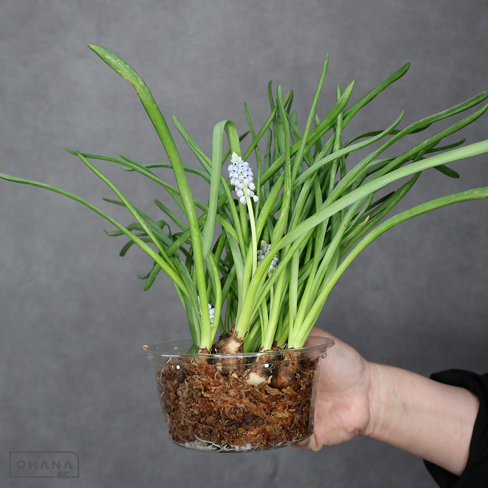 ムスカリ　バレリエフィネス 球根付　 白