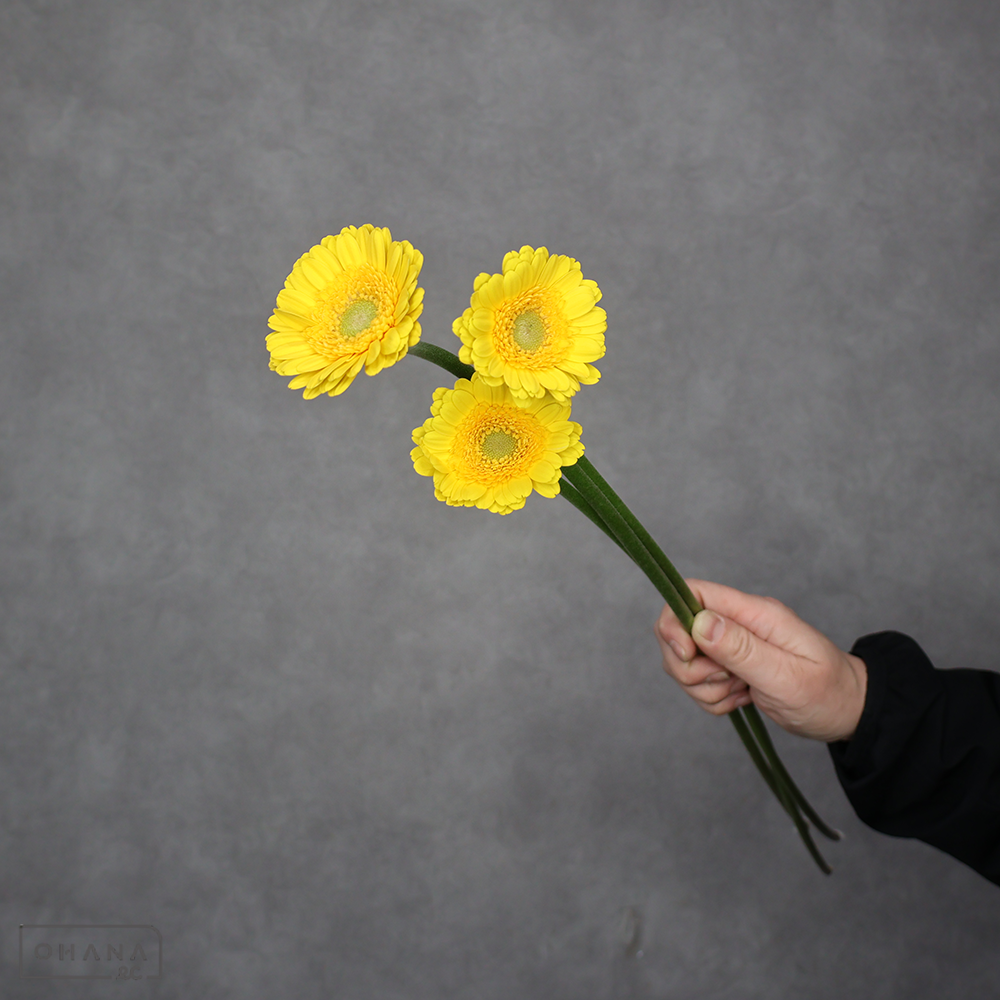 ガーベラ バナナ　 2L