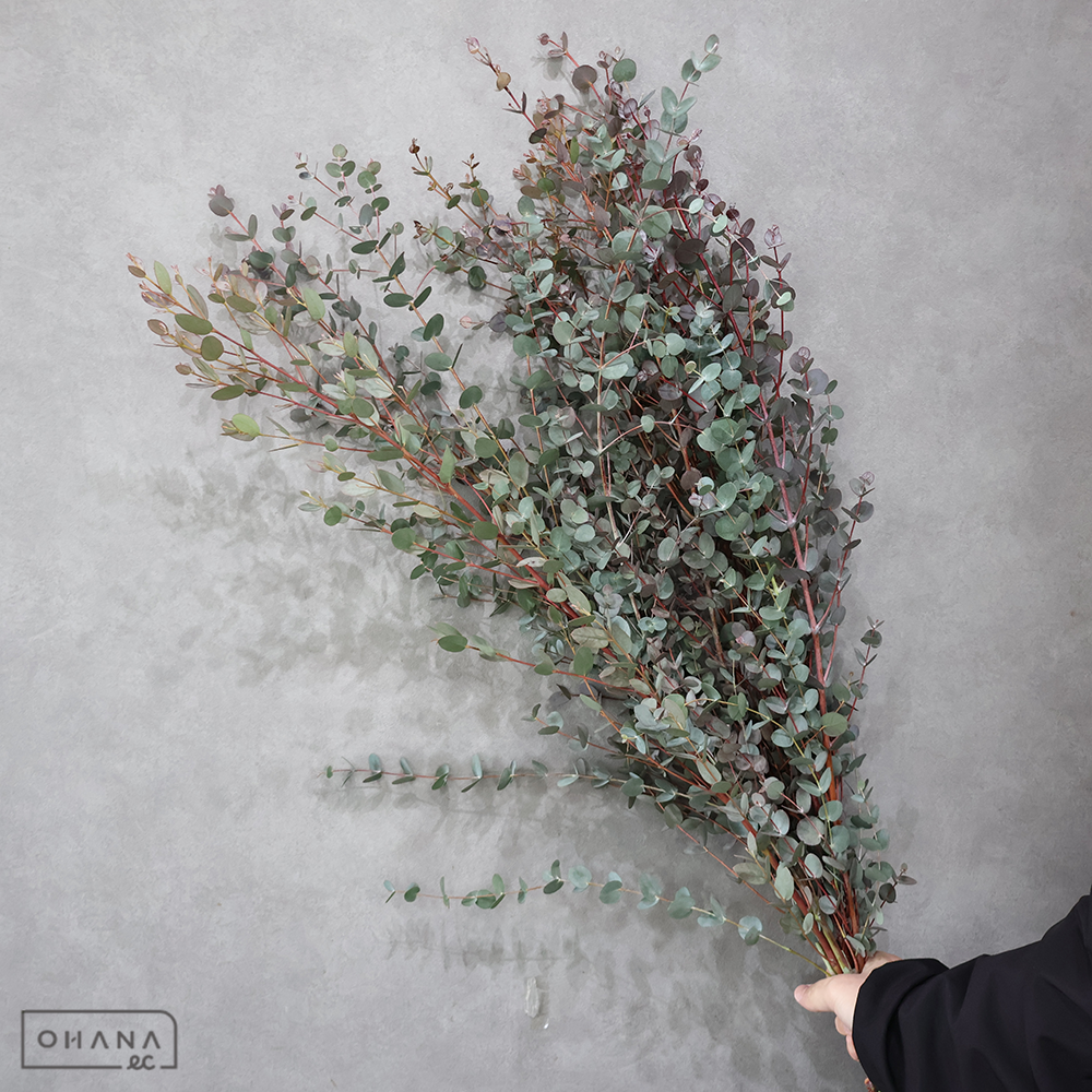 ユーカリ　グニーユーカリ 秀 80cm