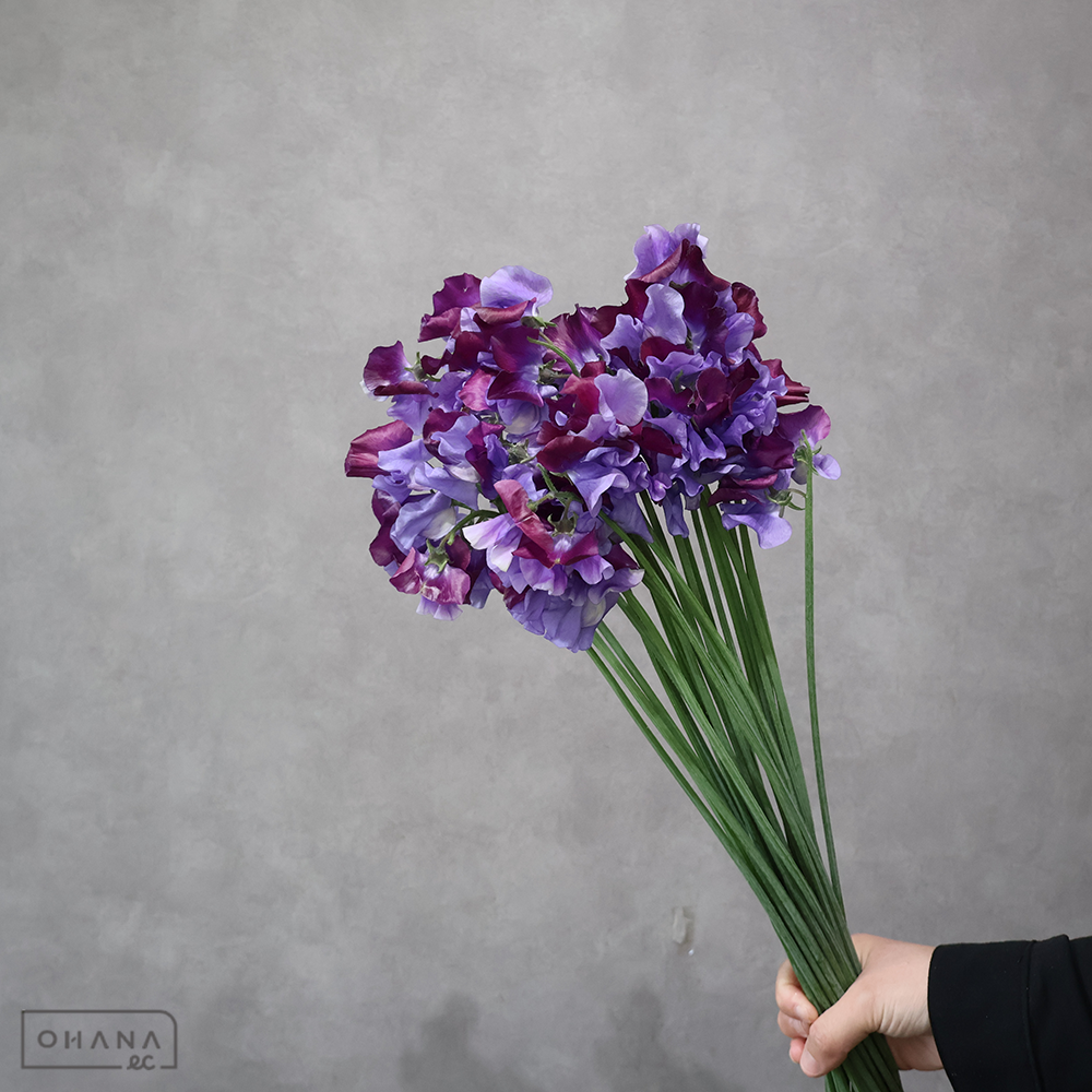 スイトピー　青式部　2L 2輪