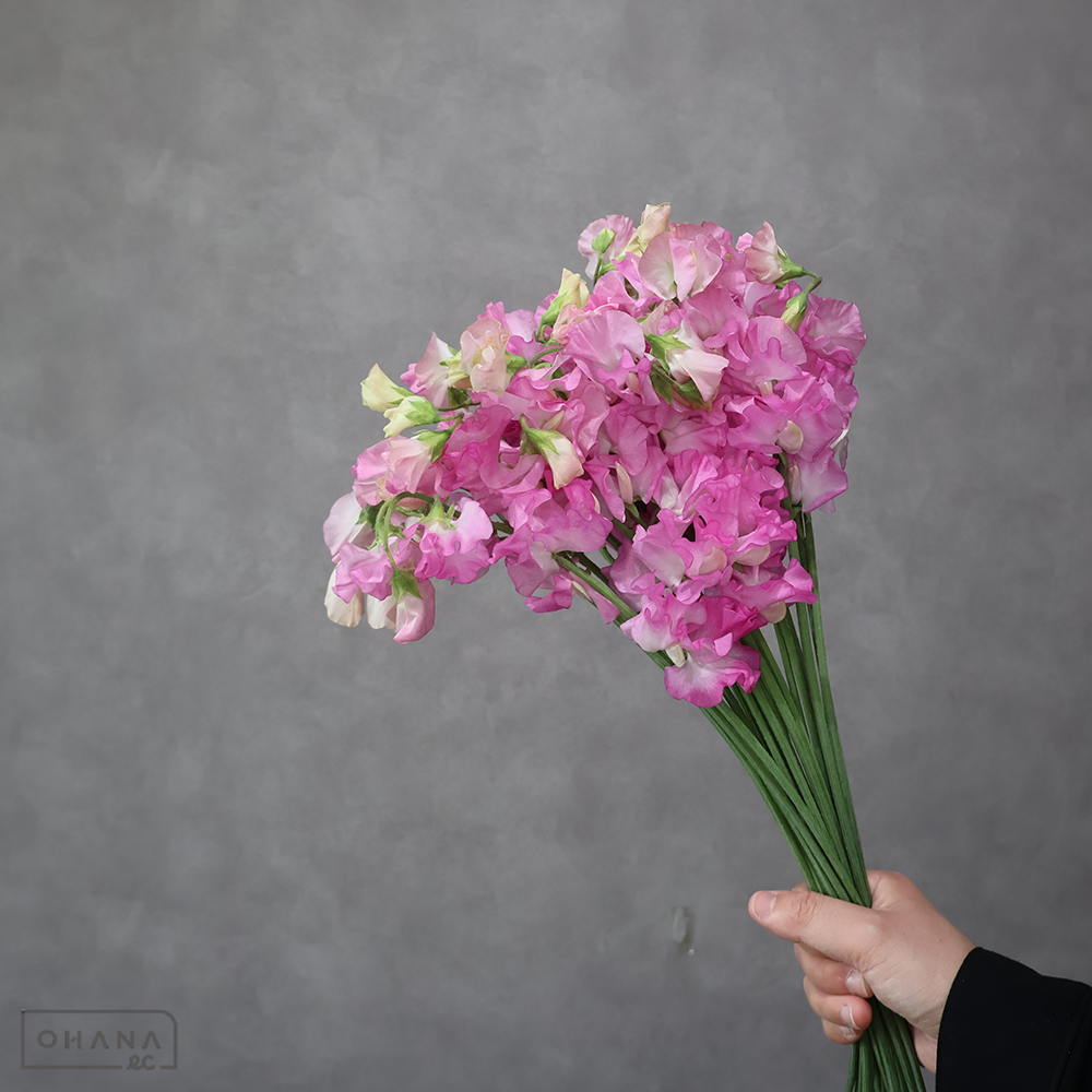 スイトピー　エミリー　L 4輪