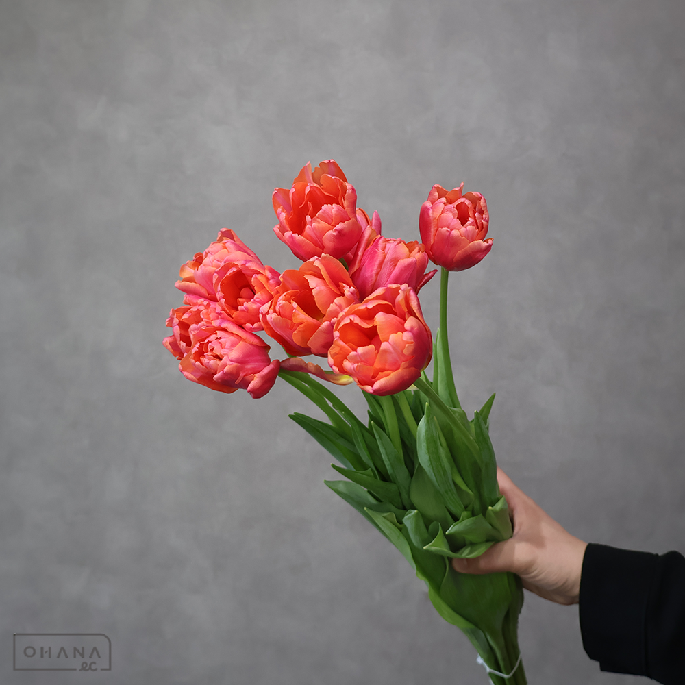 チューリップ八重　ピンク　ピンクシンビオーズ　秀2L