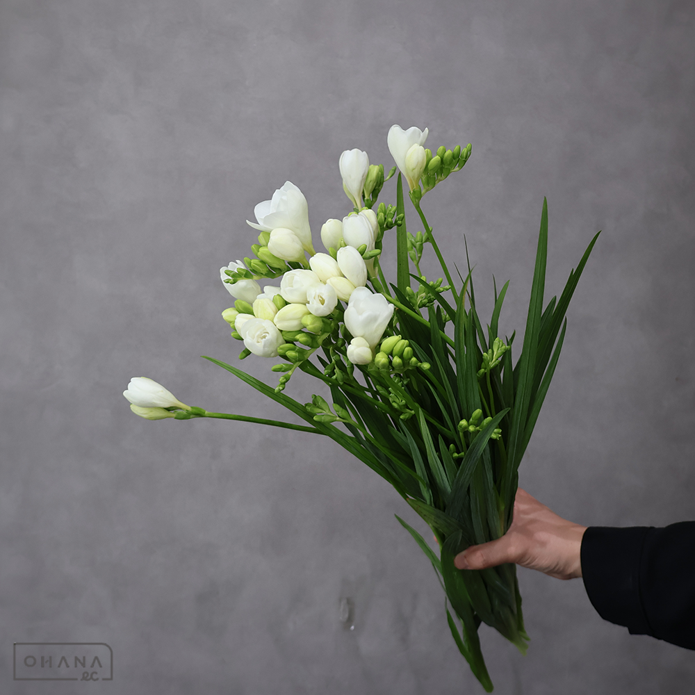 フリージア白　ホワイトベル　秀 60cm