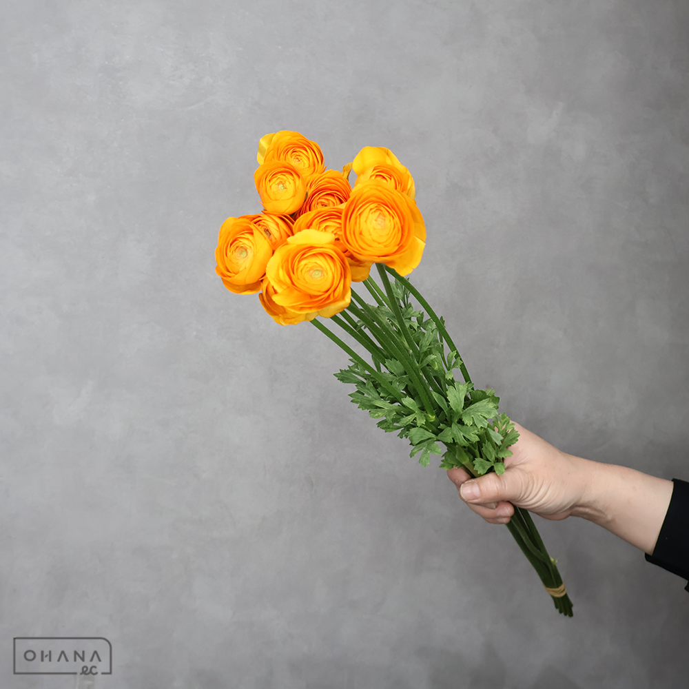 ラナンキュラス　ディーニュ　秀 50cm