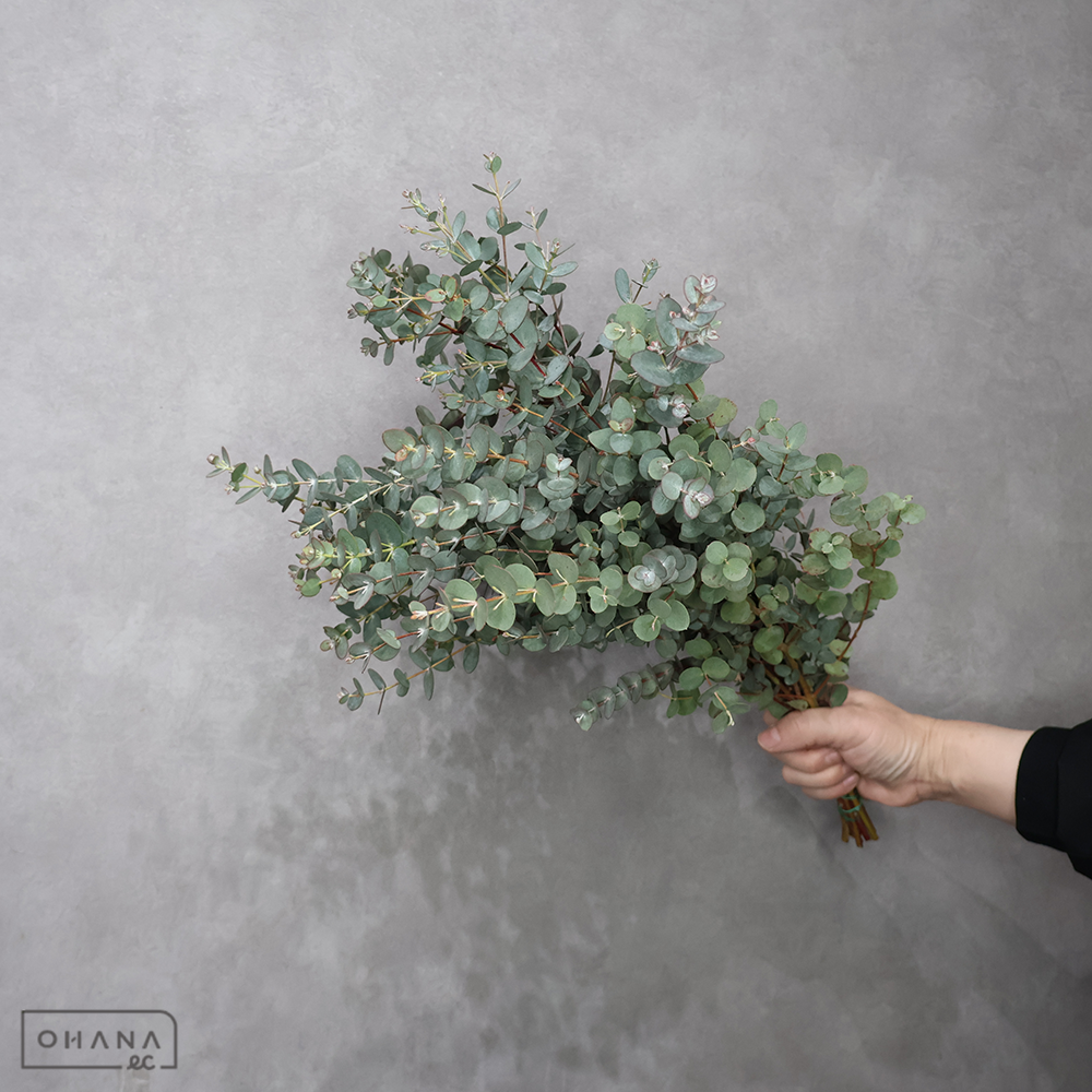 ユーカリ　グーニー　秀 50cm