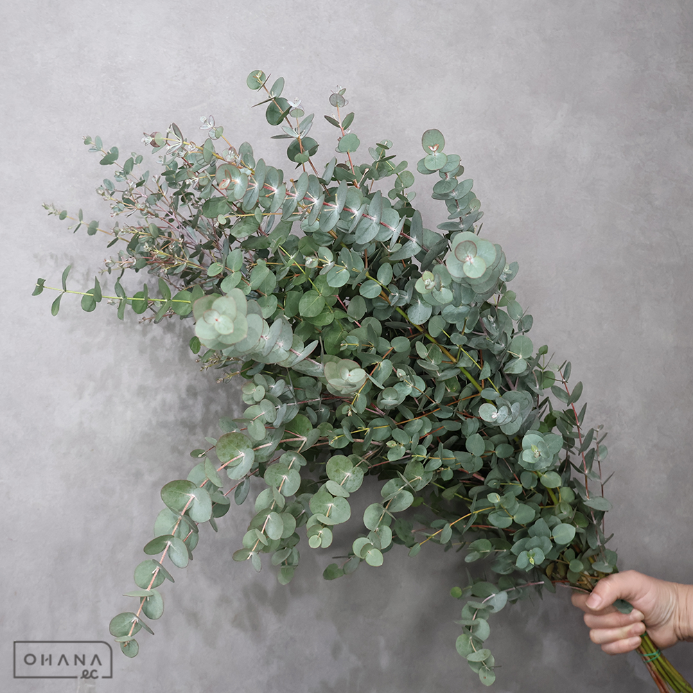 ユーカリ　グーニー　秀 70cm