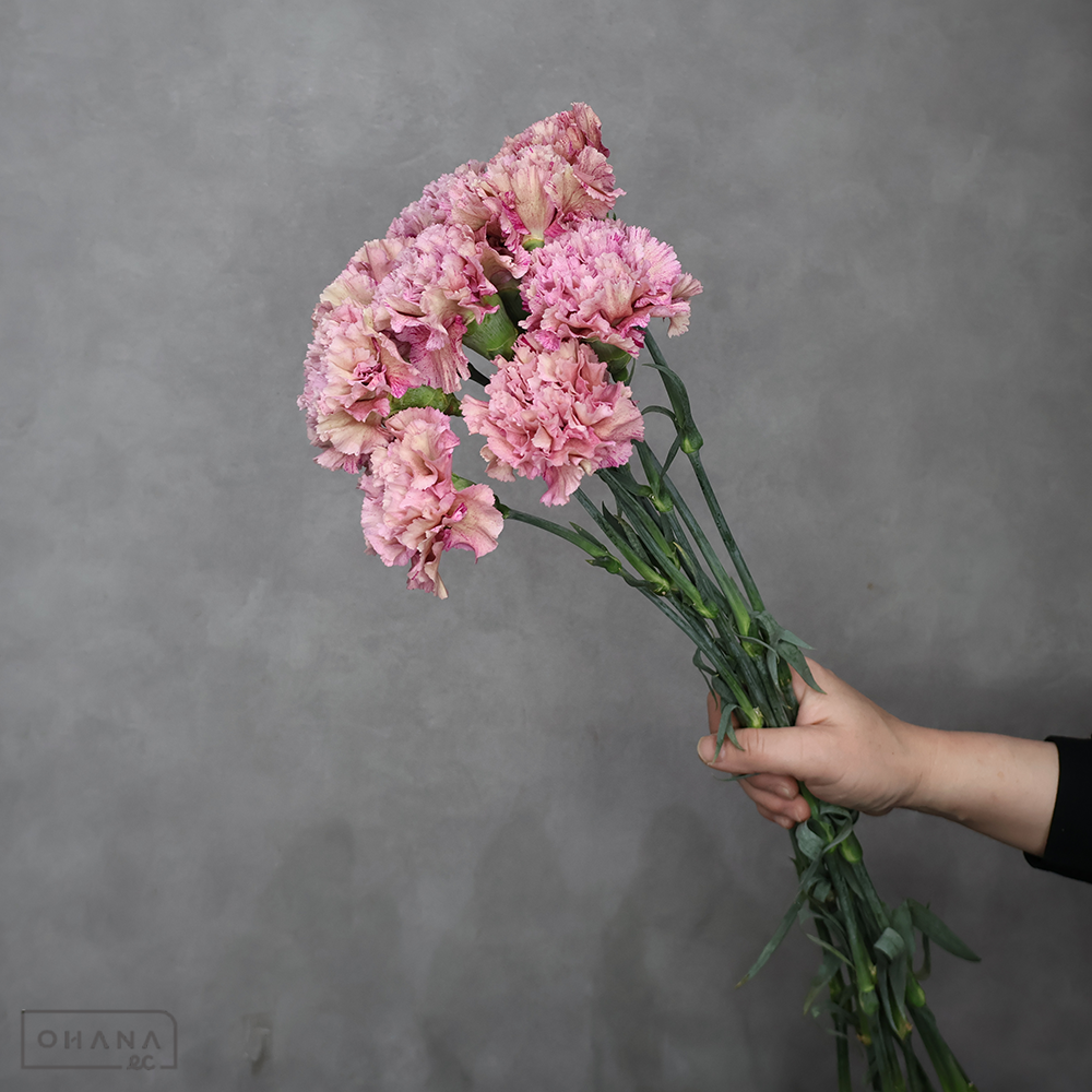 カーネーション　バビロン　70cm