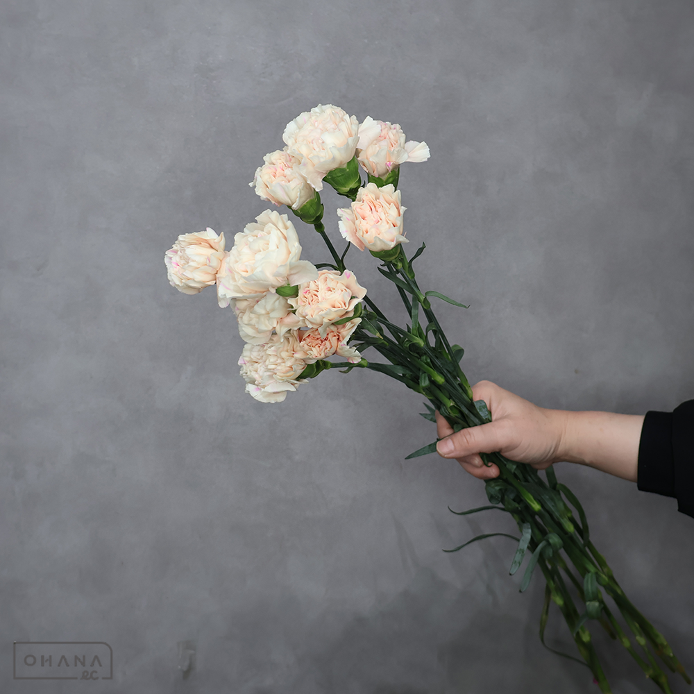 カーネーション　アップルティ　70cm