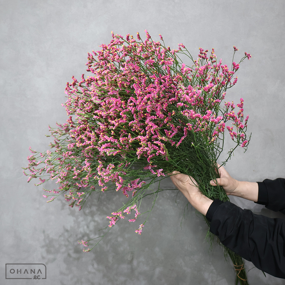 ＨＢスターチス　キノラブリー　80cm