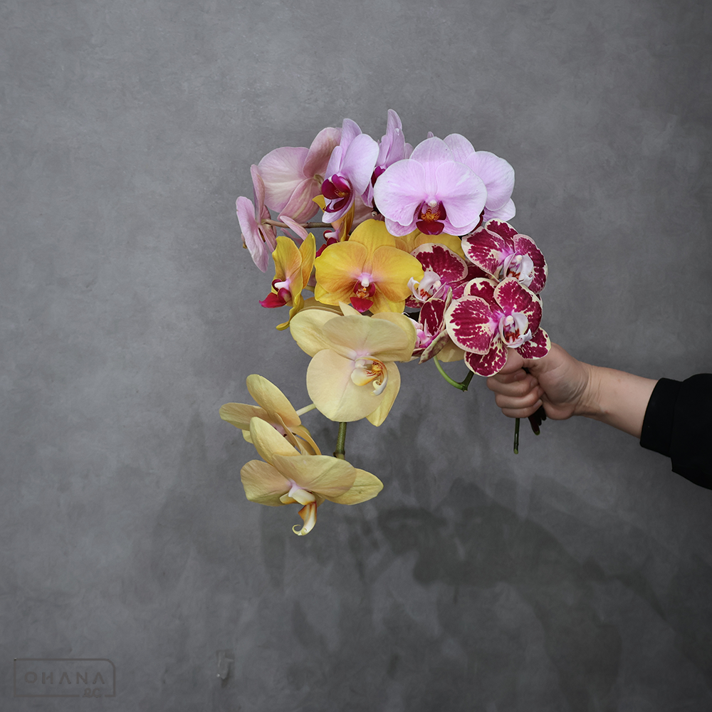 ミディコチョウラン　ミディMIX　優 混合