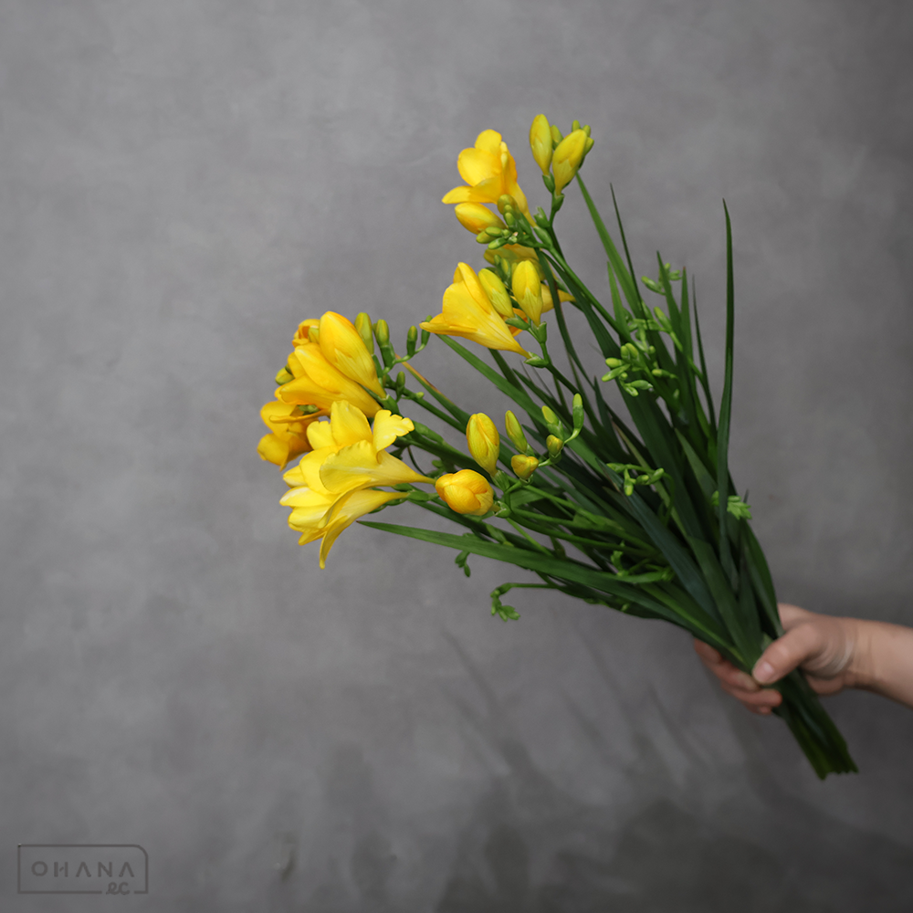 フリージア　ポートサルート　秀 50cm