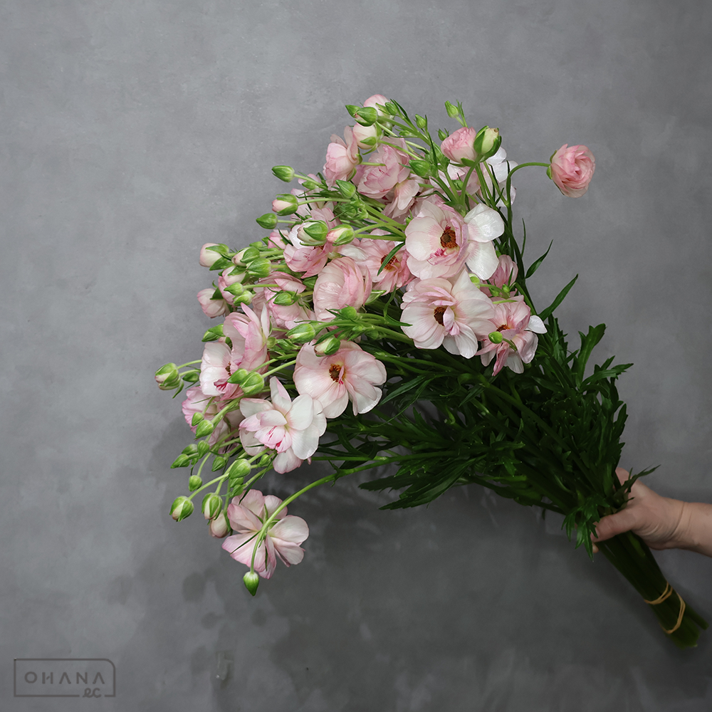 ラナンキュラス　ラックス ヴィーナス　秀 60cm