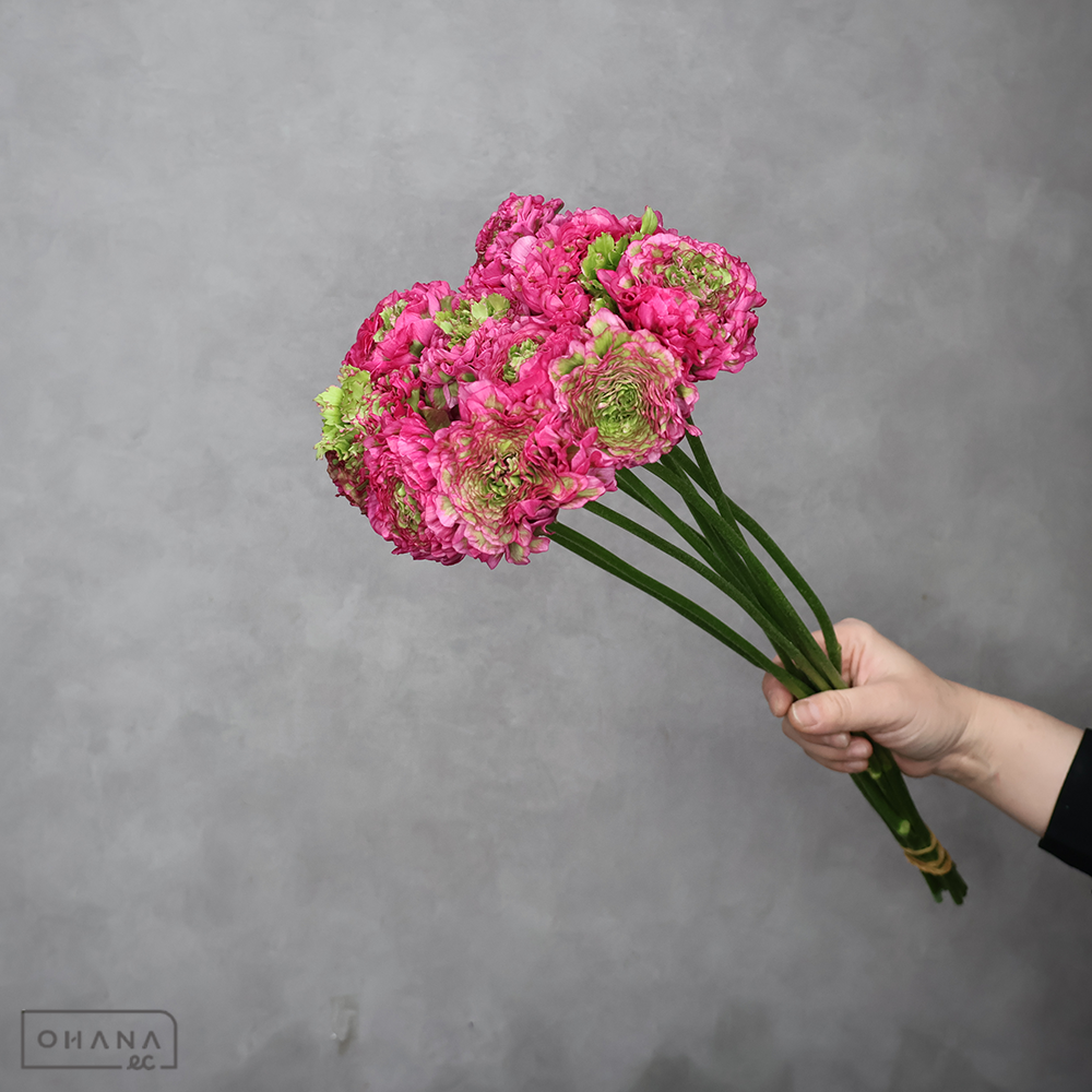 ラナンキュラス　PONアラジン　Ａ 45cmﾎﾟﾝﾎﾟﾝ