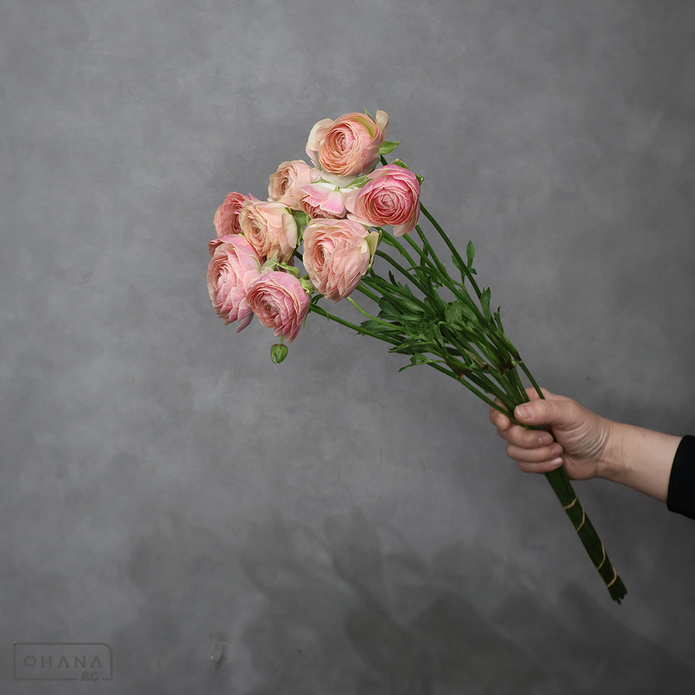 【SALE】　ラナンキュラス　タソス　秀 55cm　※クレーム対象外