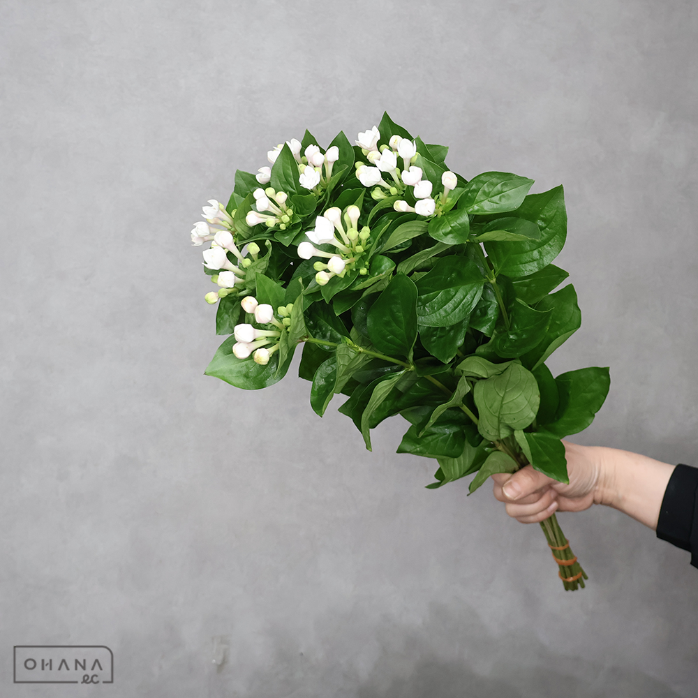 ブバルジア　白アズ　優 50cm