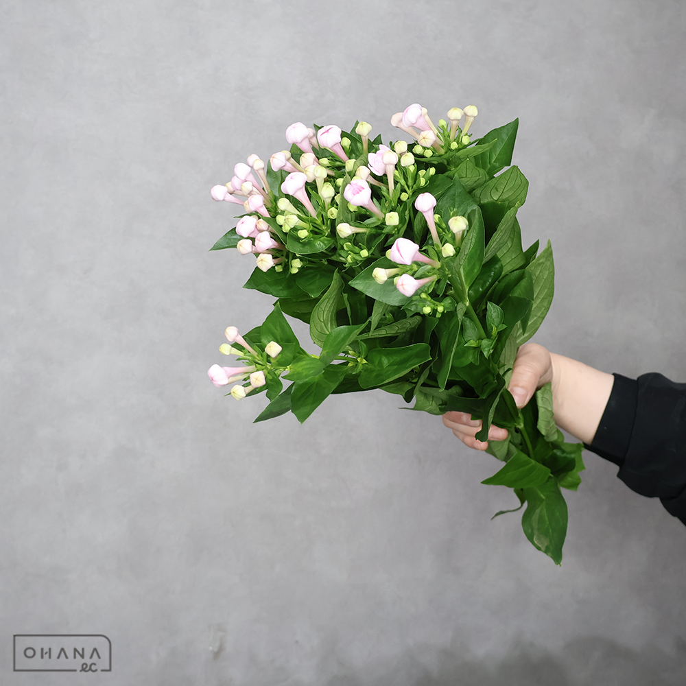 ブバルジア　試作１１５　優 50cm