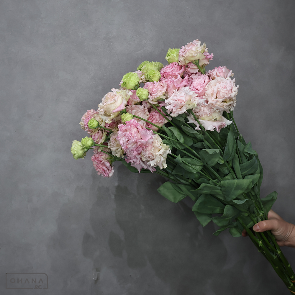 トルコキキョウ　ボヤージュソフトピンク　 ３輪 70cm