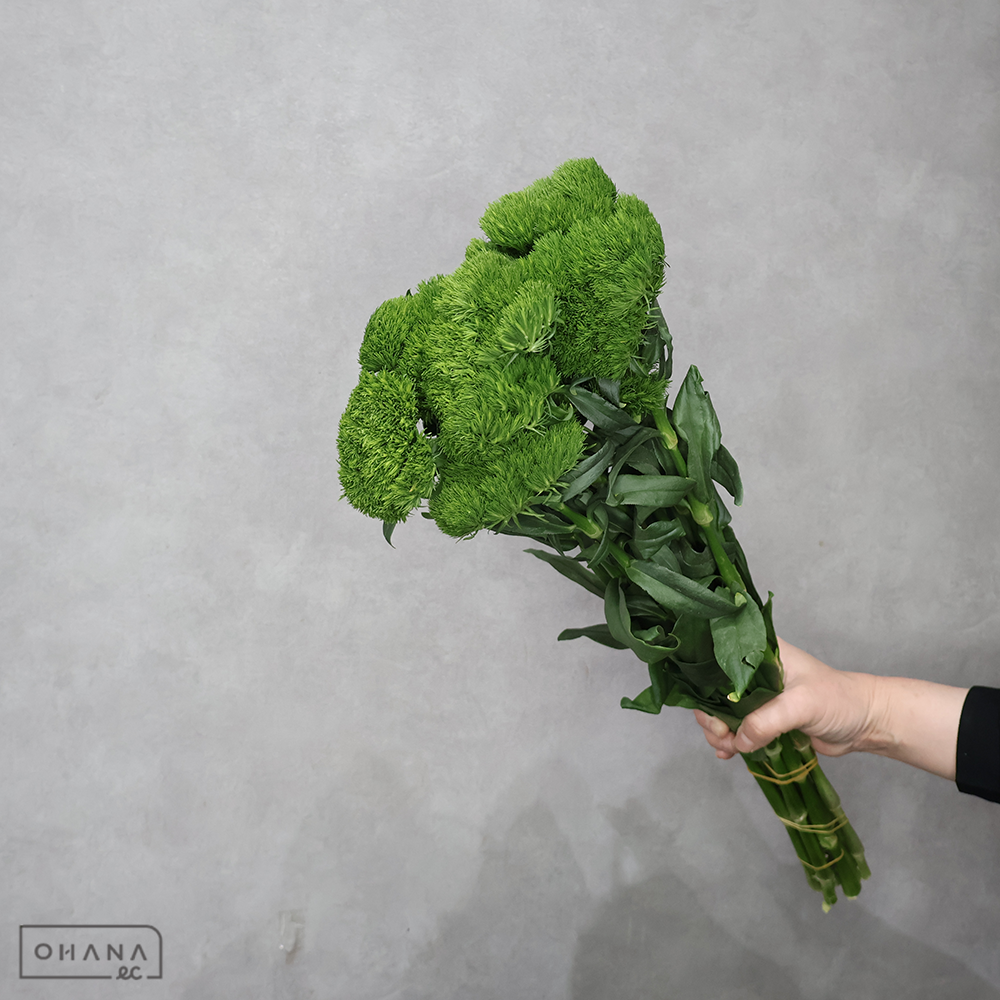 テマリソウ グリーンボール　 55cm